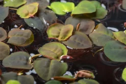 Wasserwolfsmilch, Phyllanthus fluitans, 250 ml Becher
