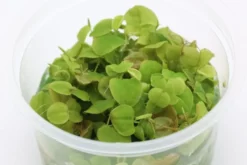 Wasserwolfsmilch, Phyllanthus fluitans, 250 ml Becher