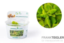 Wasserwolfsmilch, Phyllanthus fluitans, In Vitro