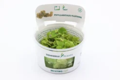 Wasserwolfsmilch, Phyllanthus fluitans, In Vitro