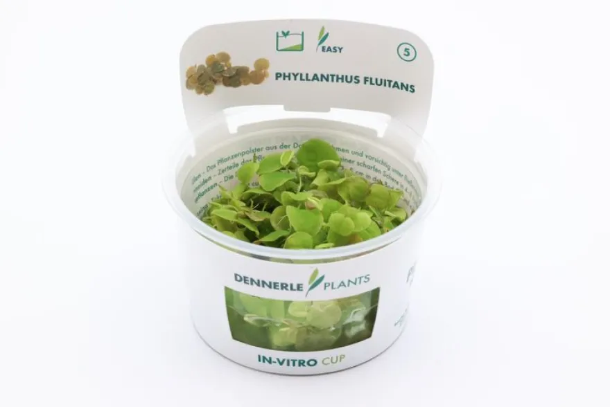 Wasserwolfsmilch, Phyllanthus fluitans, In Vitro