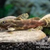 Waterlots Fiederbartwels, Synodontis waterloti