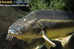 Waxdick-Stör X Sterlet, Acipenser ruthenus x Acipenser gueldenstaedtii (Kaltwasser), 20-25 cm