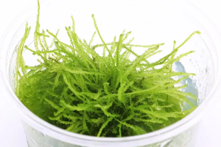Weepingmoos, Vesicularia ferriei, In Vitro