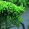 Weepingmoos, Vesicularia ferriei, im 150 ml Becher