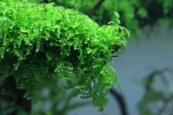 Weepingmoos, Vesicularia ferriei, im 150 ml Becher