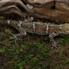 Weißaugen-Bogenfingergecko, Cyrtodactylus elok