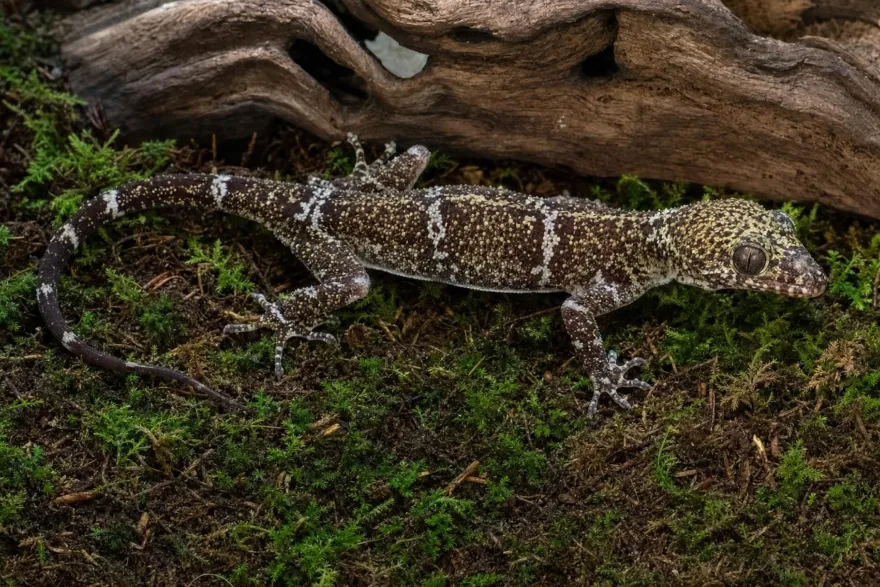 Weißaugen-Bogenfingergecko, Cyrtodactylus elok