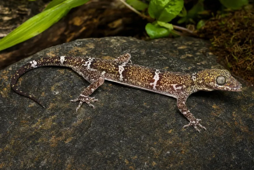 Weißaugen-Bogenfingergecko, Cyrtodactylus elok