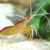Weißband-Putzergarnele, Lysmata amboinensis, 3-4 cm