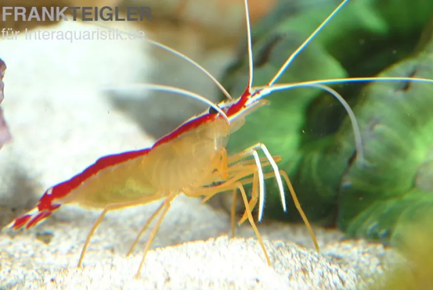 Weißband-Putzergarnele, Lysmata amboinensis, 3-4 cm