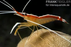 Weißband-Putzergarnele, Lysmata amboinensis, 3-4 cm