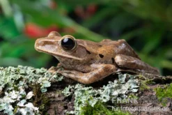 Weißbart-Ruderfrosch, Rhacophorus leucomystax