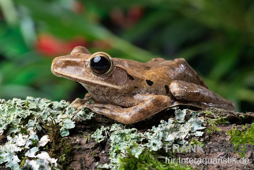 Weißbart-Ruderfrosch, Rhacophorus leucomystax