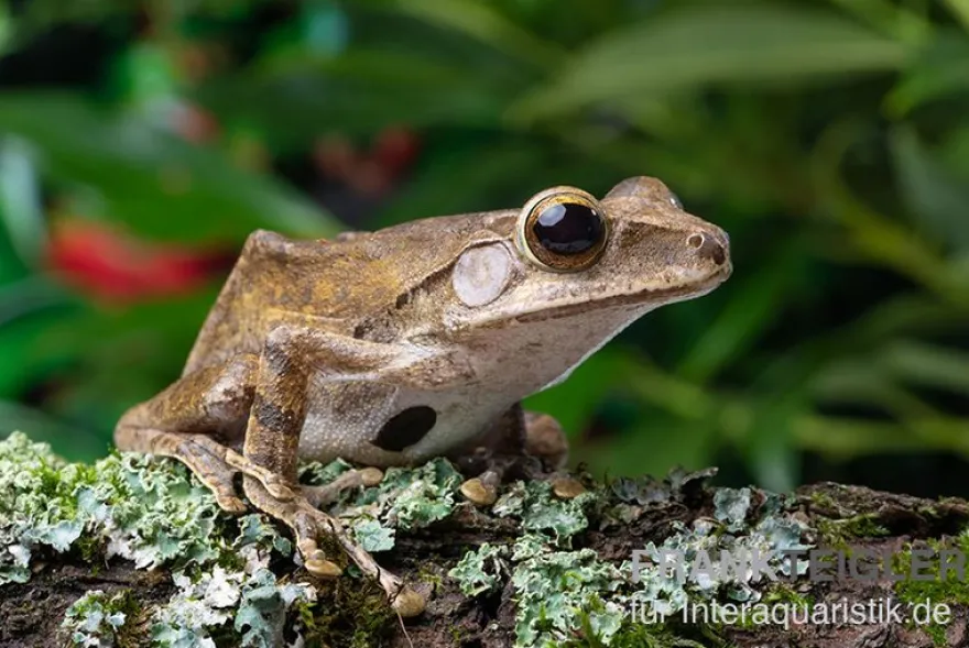 Weißbart-Ruderfrosch, Rhacophorus leucomystax