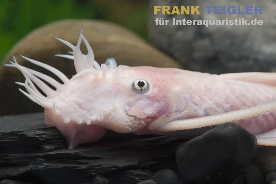 Weißer Antennenwels, Ancistrus sp. Weiß (Black Eyes)