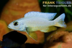 Weißer Azurcichlide, Sciaenochromis fryeri snow white, 4-5 cm