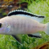 Weißer Labidochromis, Labidochromis caeruleus White