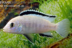 Weißer Labidochromis, Labidochromis caeruleus White
