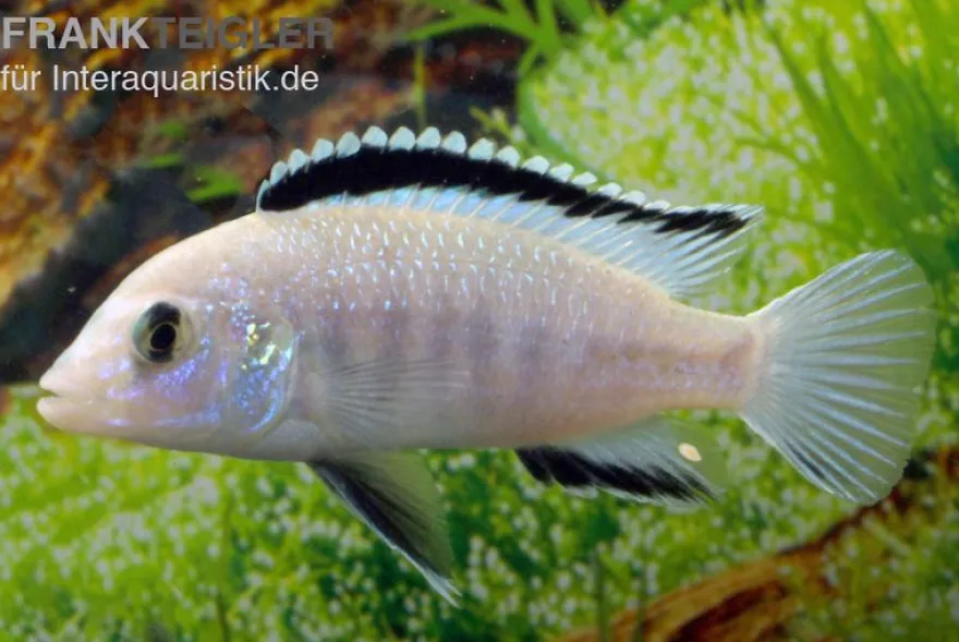 Weißer Labidochromis, Labidochromis caeruleus White