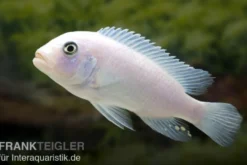 Weißer Zebrabuntbarsch, Metriaclima zebra "Snow White"