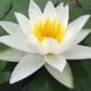 Weiße Seerose, Nymphaea alba