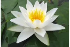 Weiße Seerose, Nymphaea alba