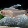 Weißflossen-Schmucksalmler, Hyphessobrycon rosaceus White fin