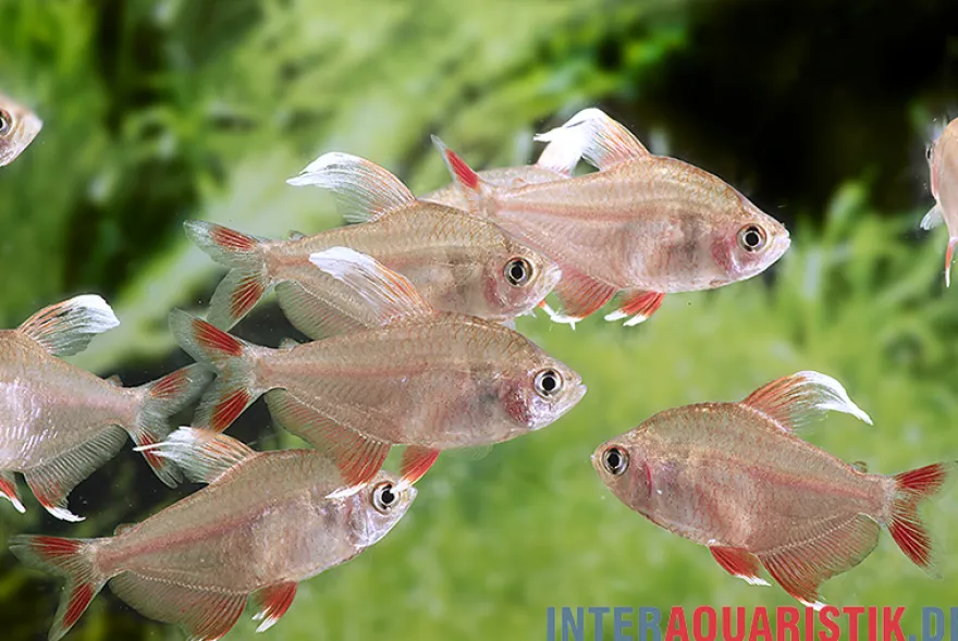 Weißflossen-Schmucksalmler, Hyphessobrycon rosaceus White fin