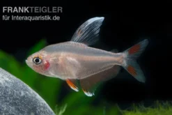 Weißflossen-Schmucksalmler, Hyphessobrycon rosaceus White fin