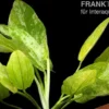 Weißgefleckter Froschlöffel, Echinodorus cordifolius "Marble Queen", im Topf
