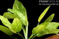 Weißgefleckter Froschlöffel, Echinodorus cordifolius "Marble Queen", im Topf