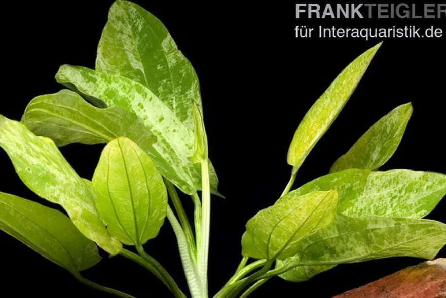 Weißgefleckter Froschlöffel, Echinodorus cordifolius "Marble Queen", im Topf