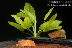 Weißgefleckter Froschlöffel, Echinodorus cordifolius "Marble Queen", im Topf