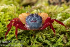 Weißhand-Mandarinenkrabbe, Geosesarma cf. notophorum, Zufällig ausgewählt