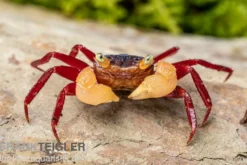 Weißhand-Mandarinenkrabbe, Geosesarma cf. notophorum, Zufällig ausgewählt