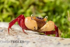 Weißhand-Mandarinenkrabbe, Geosesarma cf. notophorum, Zufällig ausgewählt