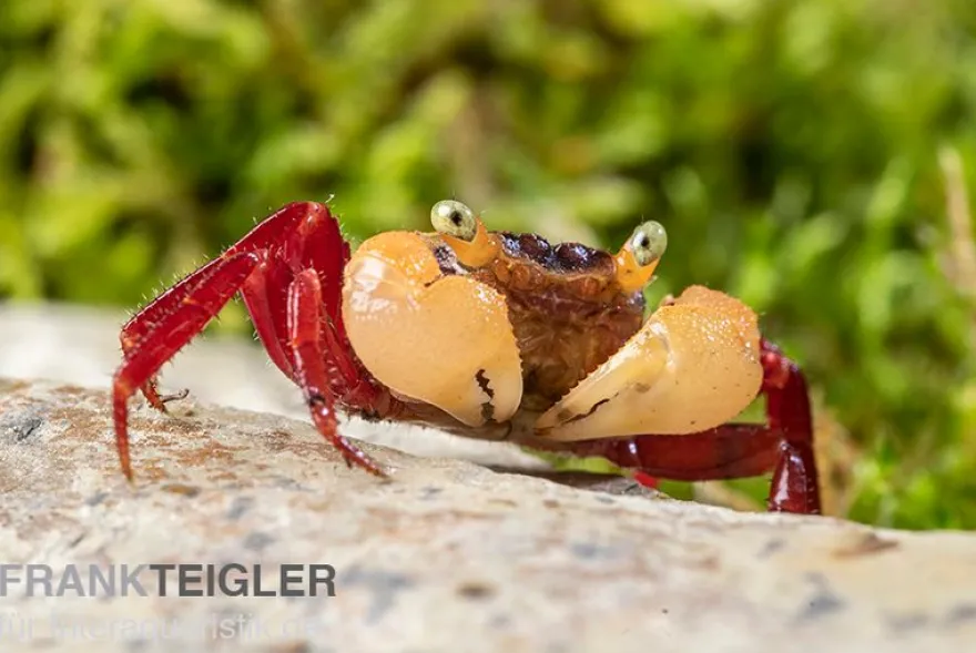 Weißhand-Mandarinenkrabbe, Geosesarma cf. notophorum, Zufällig ausgewählt