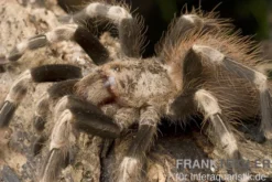 Weißknievogelspinne, Acanthoscurria geniculata