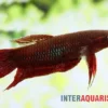 Weinroter Kampffisch, Betta coccina
