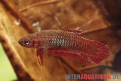Weinroter Kampffisch, Betta coccina