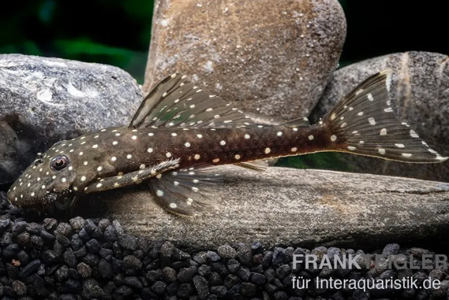 Weißpunkt-Fliegerharnischwels, L235, Pseudolithoxus anthrax, 6-9 cm