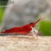 Weißpunkt-Kardinals-Garnele, Caridina spec. White Spot Red Bee