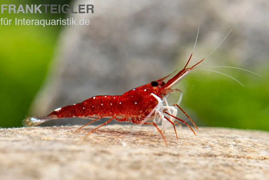 Weißpunkt-Kardinals-Garnele, Caridina spec. White Spot Red Bee
