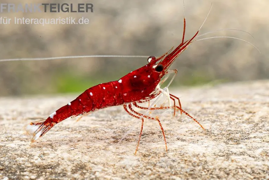 Weißpunkt-Kardinals-Garnele, Caridina spec. White Spot Red Bee