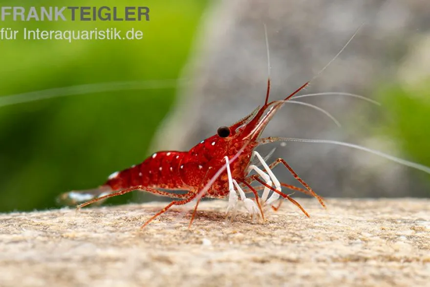 Weißpunkt-Kardinals-Garnele, Caridina spec. White Spot Red Bee