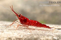 Weißpunkt-Kardinals-Garnele, Caridina spec. White Spot Red Bee