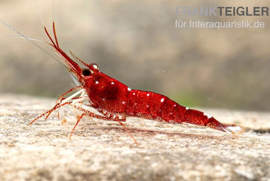 Weißpunkt-Kardinals-Garnele, Caridina spec. White Spot Red Bee