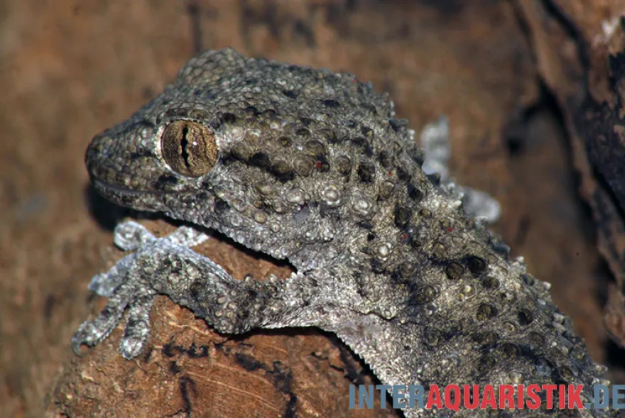 Weißpunktmauergecko, Tarentola annularis