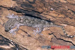 Weißpunktmauergecko, Tarentola annularis